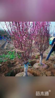 高度50厘米丛生榆叶梅