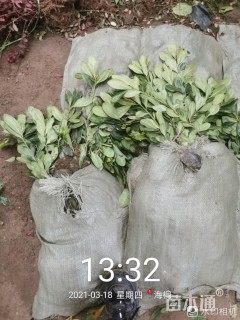 25厘米海桐小苗