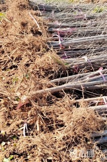 高度160厘米银杏小苗