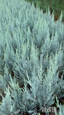 高度50厘米蓝冰柏