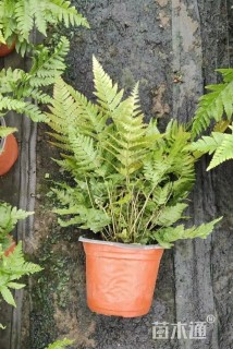 高度35厘米彩虹蕨