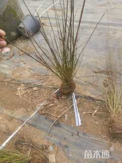 高度100厘米迎春花