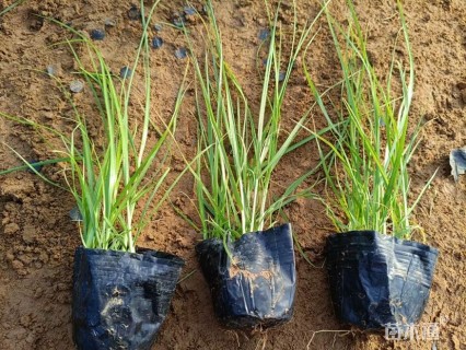 高度20厘米矮蒲苇