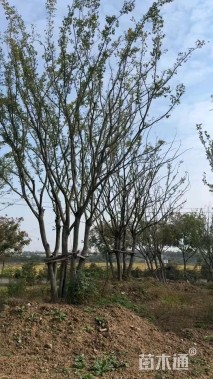 18公分(5杆)丛生朴树