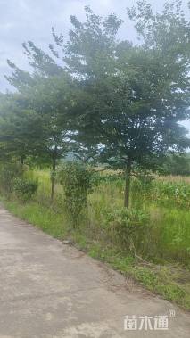 高度80厘米马褂木小苗