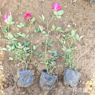 高度42厘米丰花月季小苗