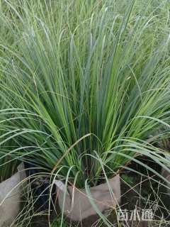 高度120厘米矮蒲苇
