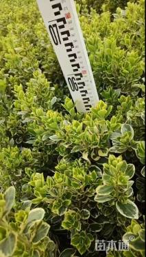 高度50厘米金边黄杨