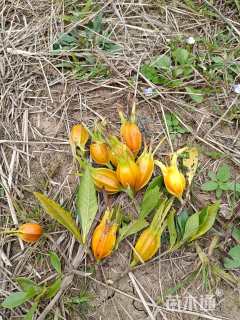 高度100厘米栀子