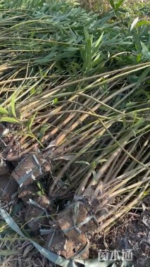 高度160厘米夹竹桃