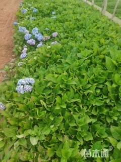 高度30厘米八仙花