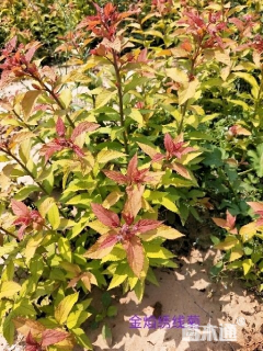 高度20厘米绣线菊