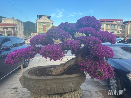 高度150厘米三角梅