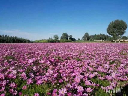 波斯菊