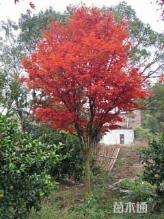 高度500厘米三季红红枫