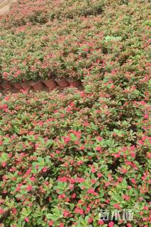 高度20厘米虎刺梅