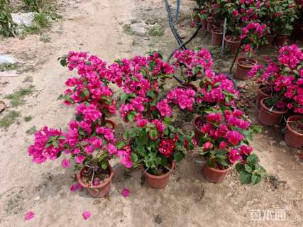 高度35厘米三角梅