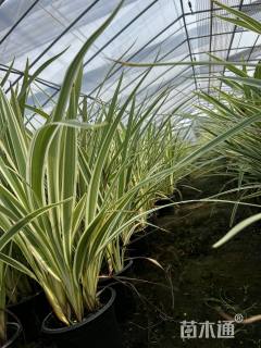 高度50厘米山菅兰