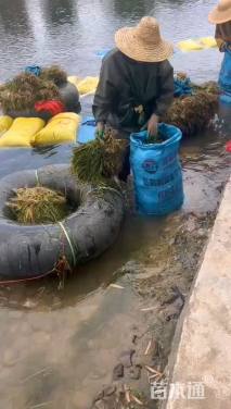 高度30厘米苦草