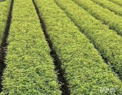 高度50厘米丰花月季小苗