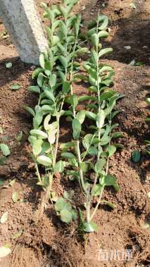 高度50厘米大叶黄杨