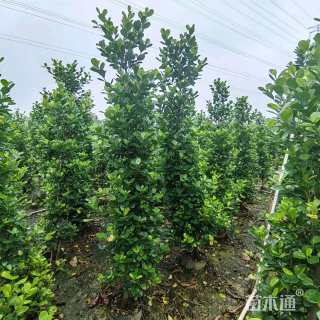 高度180厘米火山榕