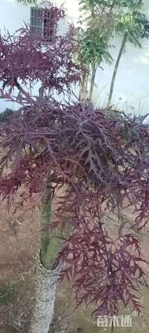 高度150厘米羽毛枫