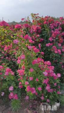 高度120厘米月季