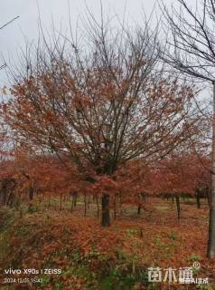 18公分日本红枫