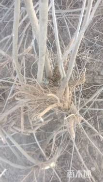 高度150厘米紫穗槐