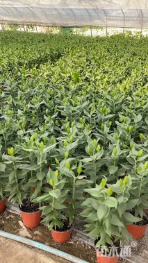 高度40厘米百合