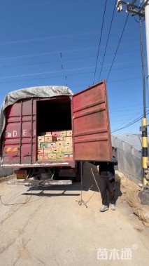 高度32厘米珍珠梅