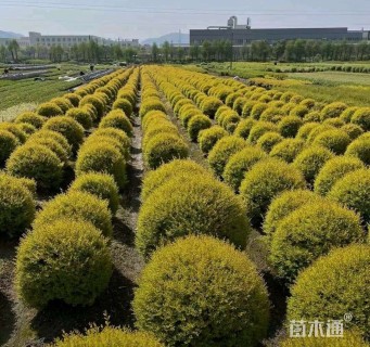 高度120厘米金姬小蜡