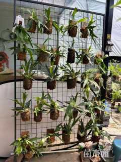 高度20厘米鹿角蕨