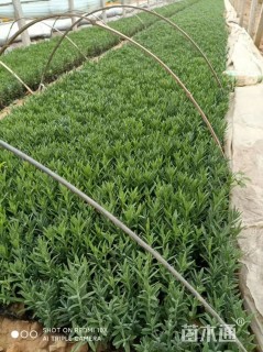 高度15厘米薰衣草