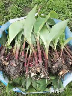 高度35厘米水生美人蕉