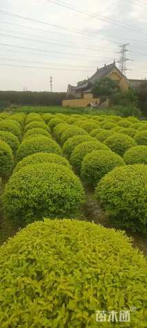 冠幅150厘米金冠女贞球