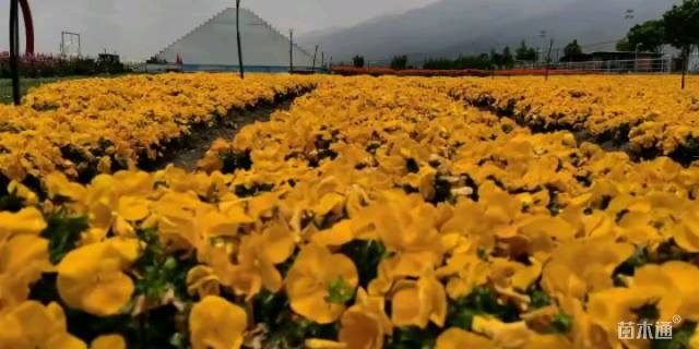 花环菊种子花环菊种子