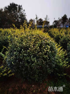 冠幅250厘米金叶女贞球