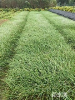 高度40厘米红花葱兰