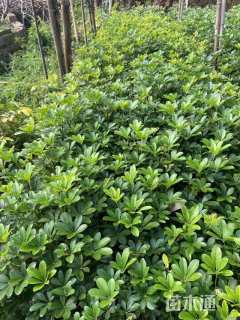 高度25厘米鸭脚木