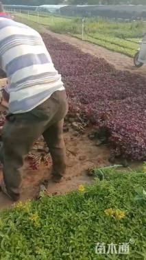 紫叶榨浆草(醡浆草)