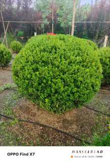 冠幅120厘米小叶黄杨球