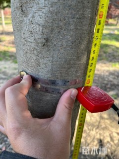 8公分高杆红叶石楠