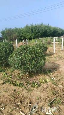 冠幅100厘米石楠球