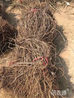 150厘米三叶地锦