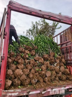 高度200厘米北海道黄杨