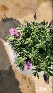 高度20厘米薰衣草