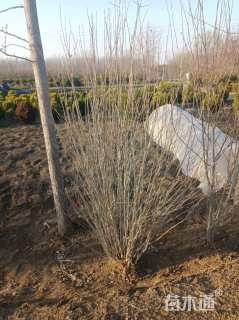 高度150厘米木槿