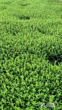 高度15厘米满天星